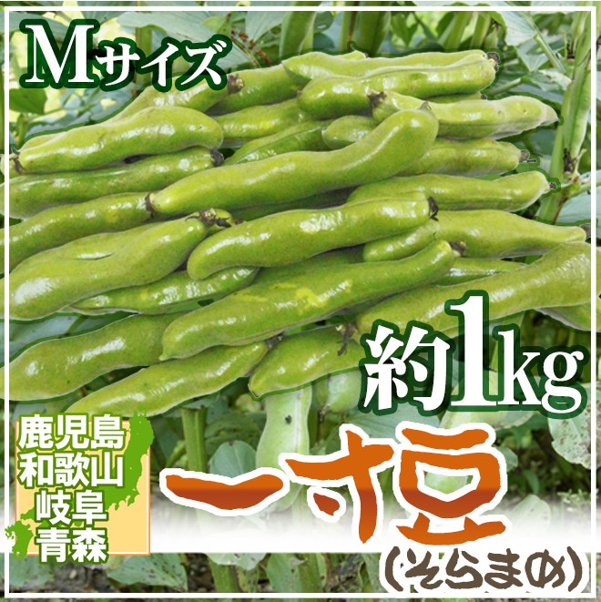 九州・和歌山産他 ”一寸豆（そら豆）” Mサイズ 約1kg【予約 4月以降 