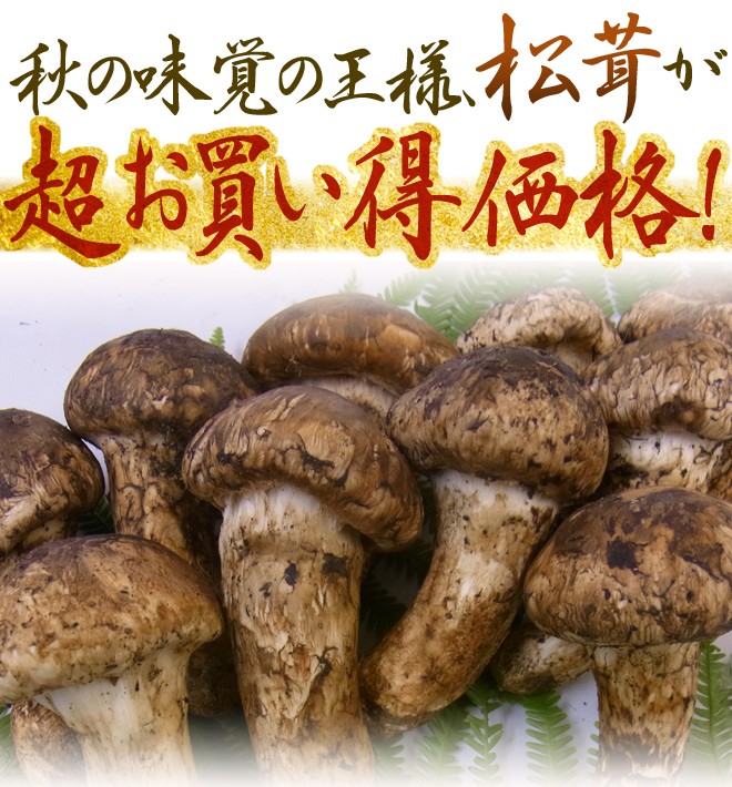 中国産 ”松茸” 約1kg 原体・ほんのちょっと訳あり つぼみ〜開き 大きさ