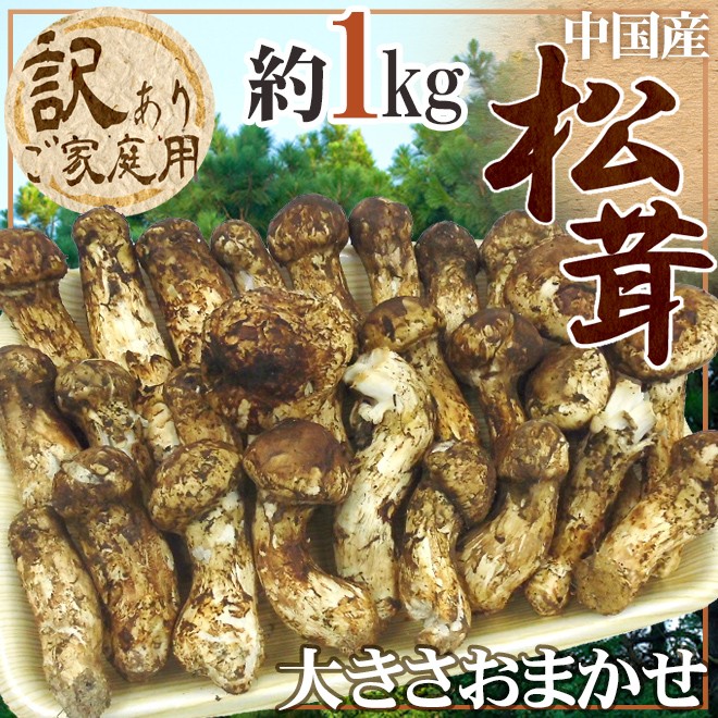 中国産 ”松茸” 約1kg 訳あり 開き方・大きさおまかせ【予約 7月〜8月