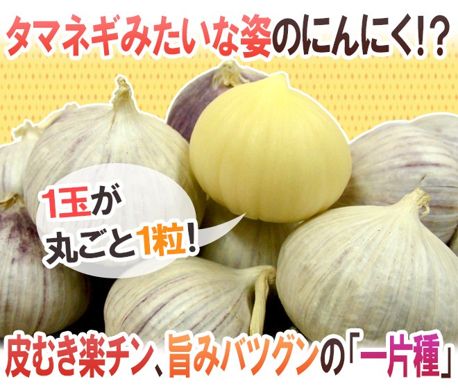 新作商品 L/2L/3L プチにんにく” 約1kg 通販 - くらし快援隊 : 送料無料 野菜