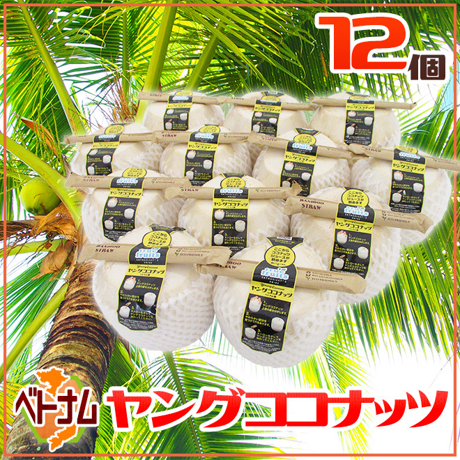 送料無料 ベトナム ヤングココナッツ １箱/24個 楽天市場】【送料無料】 ベトナム産 ココナッツ 「ヤング
