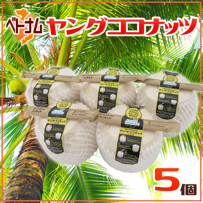 極品シャムツメ◎10g ベトナム産 ベトナム産 ”ヤングココナッツ” 5個 ヤシの実/椰子の実【予約 入荷次第
