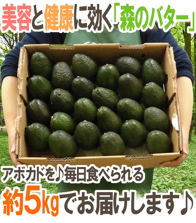 メキシコ産 ”アボカド” 24〜30玉 約5kg 送料無料 : 2033128-avocado5kg 