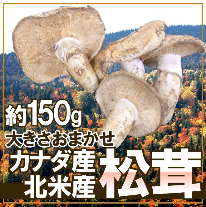 カナダ・北米産 ”松茸” 約150g 大きさおまかせ キノコ
