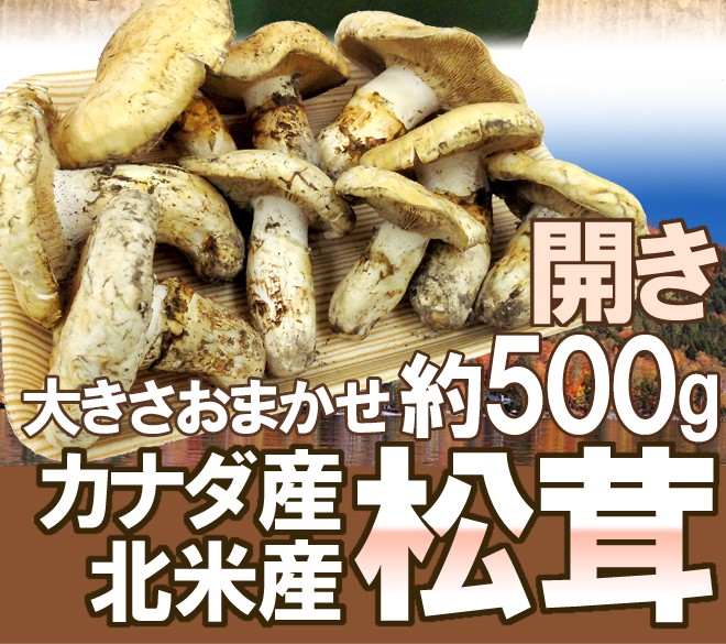 カナダ・北米産 ”松茸” 約500g 開き 大きさおまかせ【予約 9月中下旬以降】 送料無料 :1084130-500g-4:くらし快援隊 - 通販  - Yahoo!ショッピング