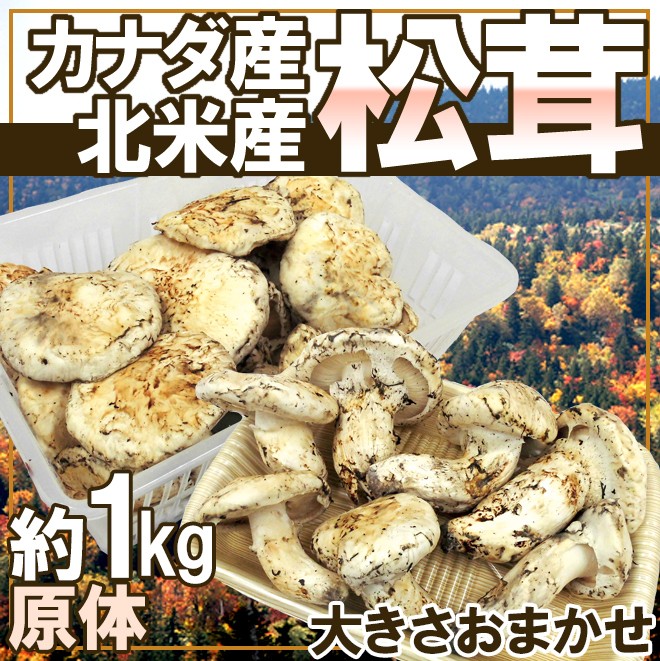 カナダ・北米産 ”松茸” 約1kg 原体・ほんのちょっと訳あり 大きさ