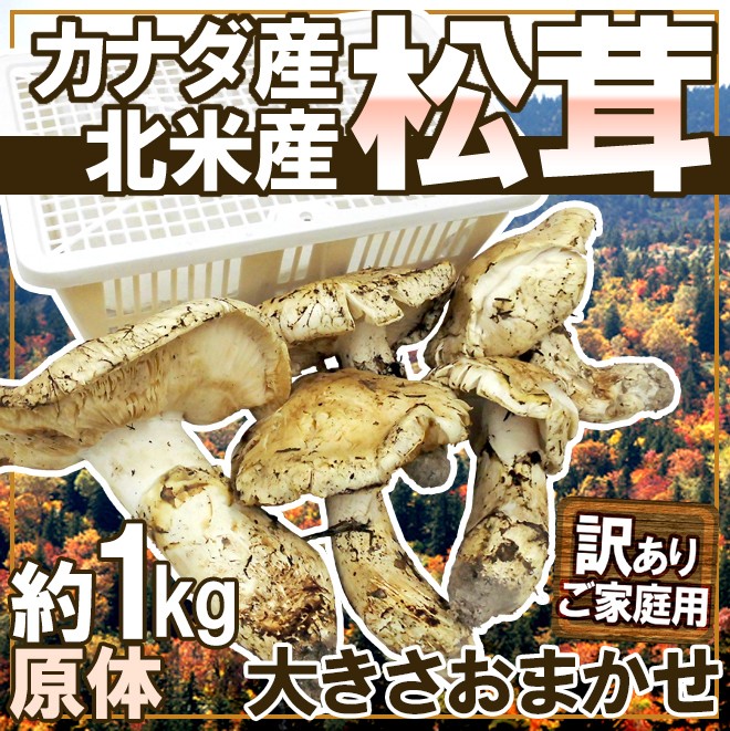 カナダ・北米産 ”松茸” 訳あり 約1kg 原体 大きさおまかせ【予約 9月中