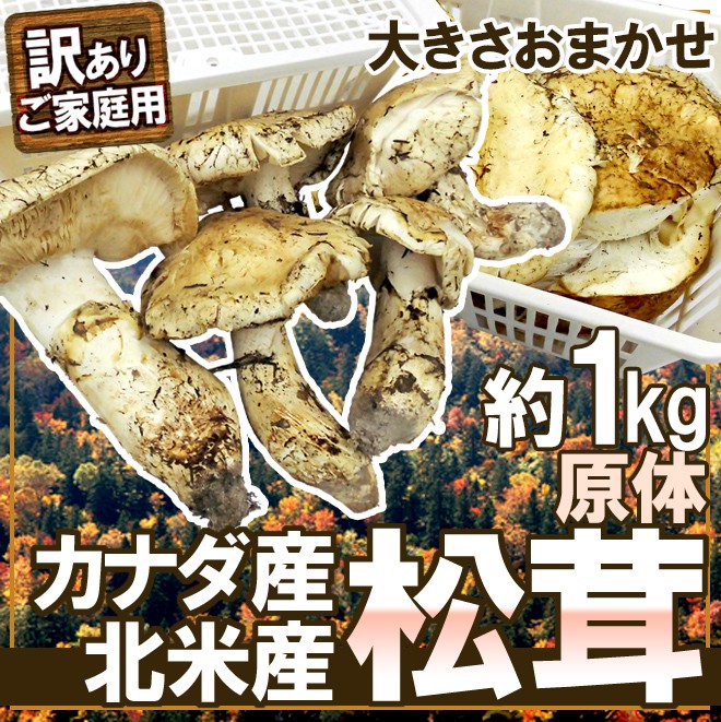 カナダ・北米産 ”松茸” 訳あり 約1kg 原体 大きさおまかせ【予約 9月中