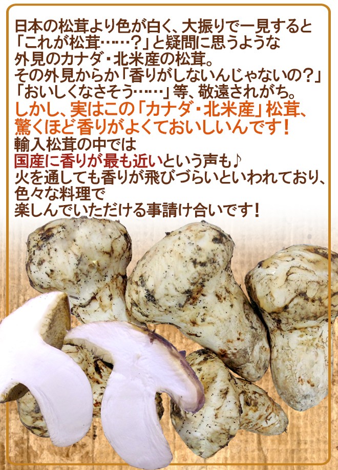 公式通販 カナダ 北米産 ”松茸” 約200g つぼみ〜中椀 大きさおまかせ 送料無料 www.misscaricom.com