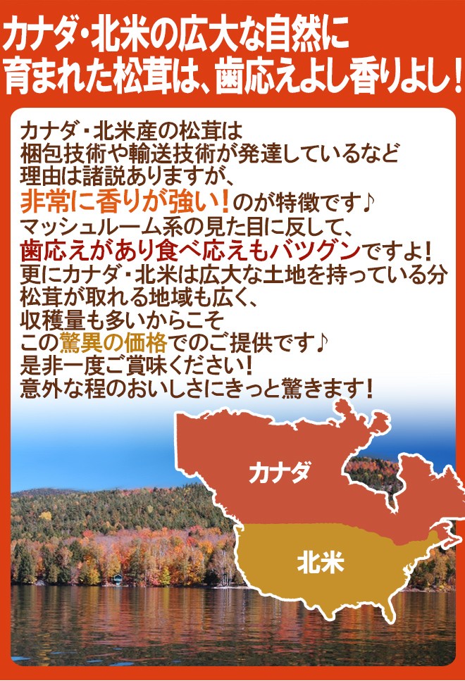 公式通販 カナダ 北米産 ”松茸” 約200g つぼみ〜中椀 大きさおまかせ 送料無料 www.misscaricom.com