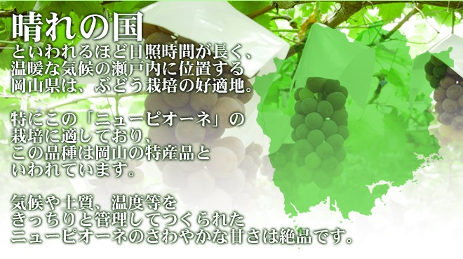 ぶどう 岡山産 ”種なしニューピオーネ” 6〜8房 約5kg ちょっと訳あり【予約 9月以降】 送料無料 : 2020033-pio-5kg-w :  くらし快援隊 - 通販 - Yahoo!ショッピング