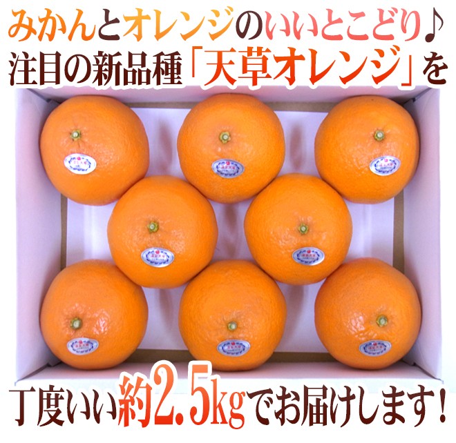 長崎 マルナン ”天草オレンジ” 秀品 6〜11玉 約2.5kg 化粧箱【予約 11
