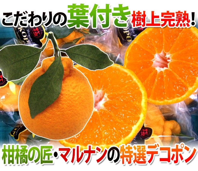 長崎 マルナン ”匠の味 葉付きデコポン” 秀品 7〜10玉前後 約3kg【予約