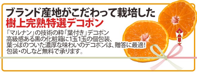 長崎 マルナン ”匠の味 葉付きデコポン” 秀品 7〜10玉前後 約3kg【予約