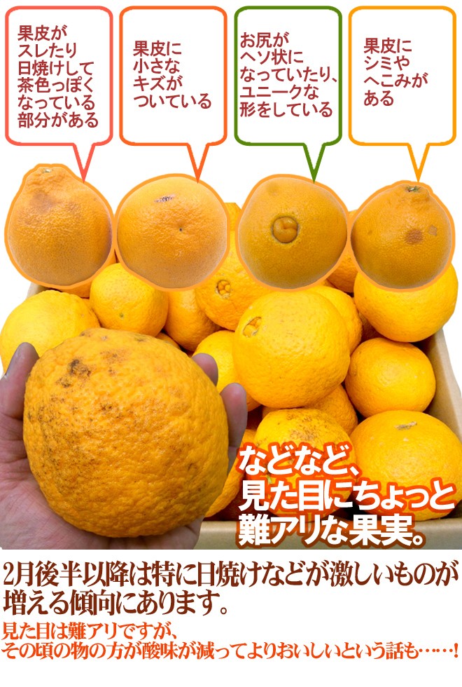 和歌山 有田産 不知火・しらぬい（訳ありデコポン）” 約10kg 大きさ