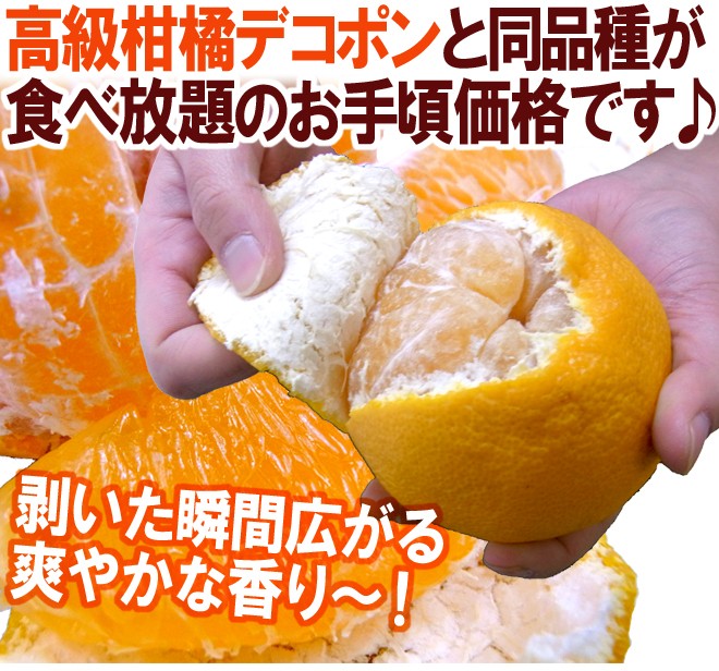 和歌山 有田産 不知火・しらぬい（訳ありデコポン）” 約10kg 大きさ