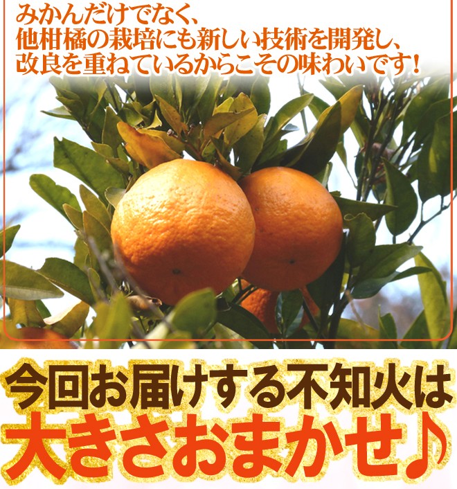 和歌山 有田産 不知火・しらぬい（訳ありデコポン）” 約10kg 大きさ