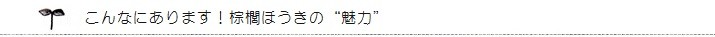こんなにあります! 棕櫚ほうきの魅力