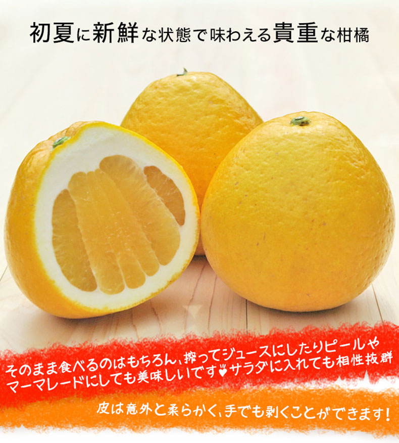 愛媛 河内晩柑 5kg 訳あり規格外品 M〜3...の詳細画像1