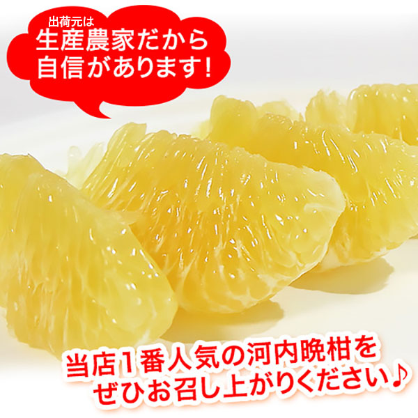 愛媛 河内晩柑 5kg 訳あり規格外品 M〜3...の詳細画像2