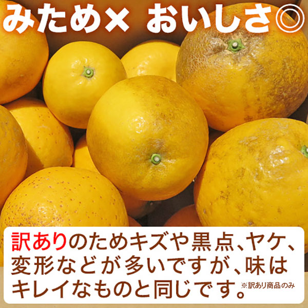 愛媛 河内晩柑 5kg 訳あり規格外品 M〜3...の詳細画像3