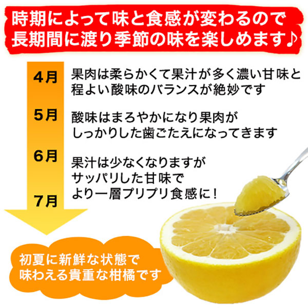 愛媛 河内晩柑 5kg 訳あり規格外品 M〜3...の詳細画像4