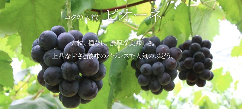 夏ギフト ピオーネ 2房 約1.1kg 特級 ...の詳細画像5