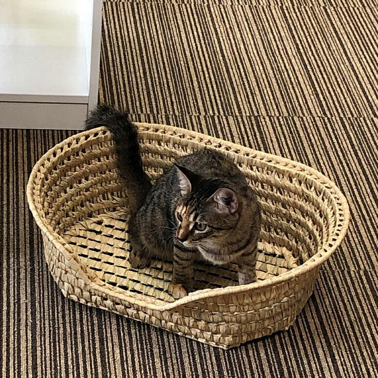 モロッコ格子水草 犬猫かご ペットベッド キャットハウス 猫ちぐら