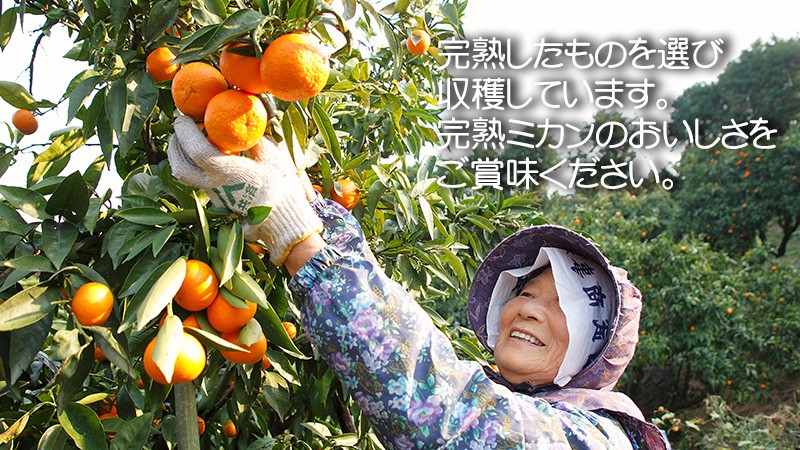 みかん】はるか 家庭用10kg箱入り【減農薬】 : 田島柑橘園&加工所