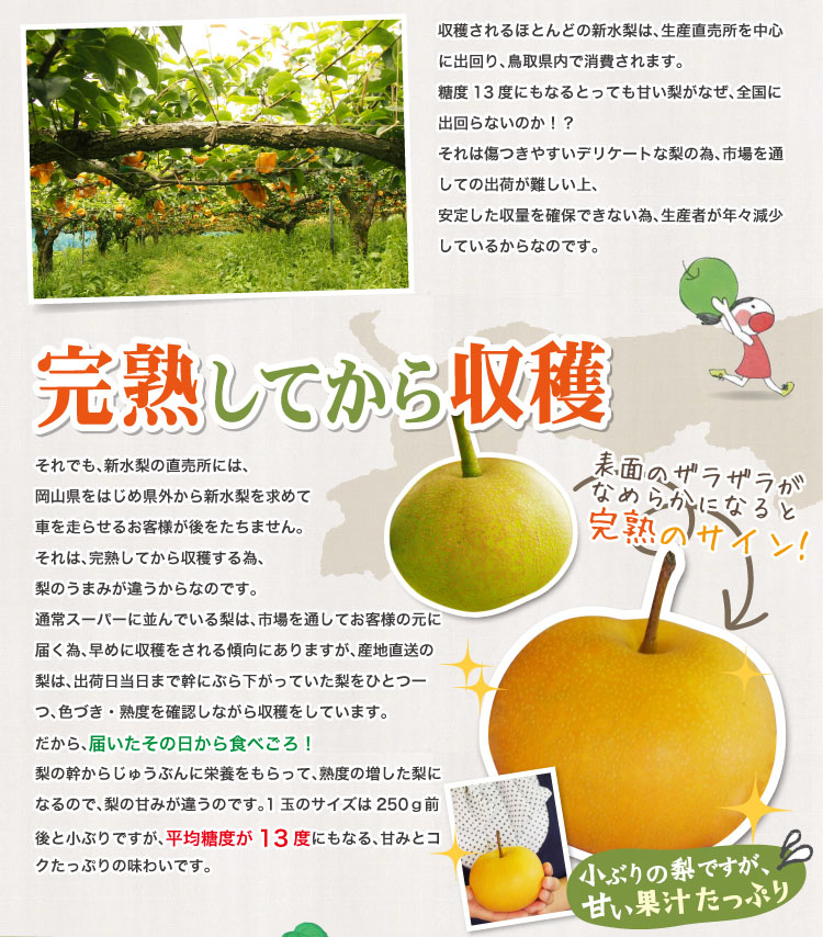 新水梨完熟してから収穫