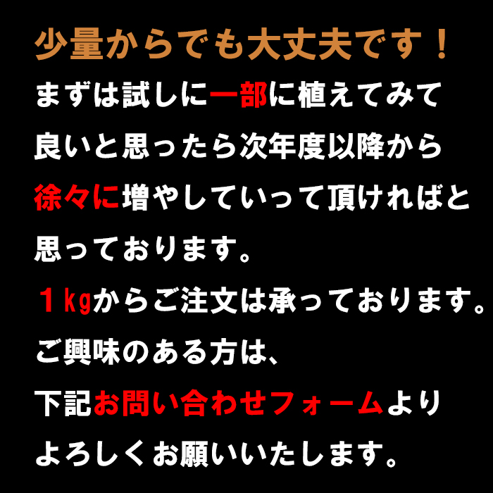 種にんにく Lサイズ 玉 青森産 1キロ 土付き 福地ホワイト六片種 乾熱処理 :tanel:青森黒にんにく問屋 - 通販 - Yahoo!ショッピング