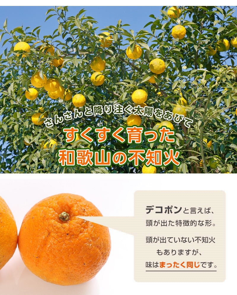 デコポンと同品種 しらぬい 不知火 8kg（箱込約8kg）和歌山県産