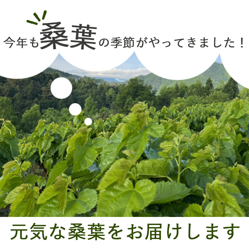 生桑の葉 1kg 約250枚 (山梨県市川三郷町産 農薬不使用桑) エサ 蚕の