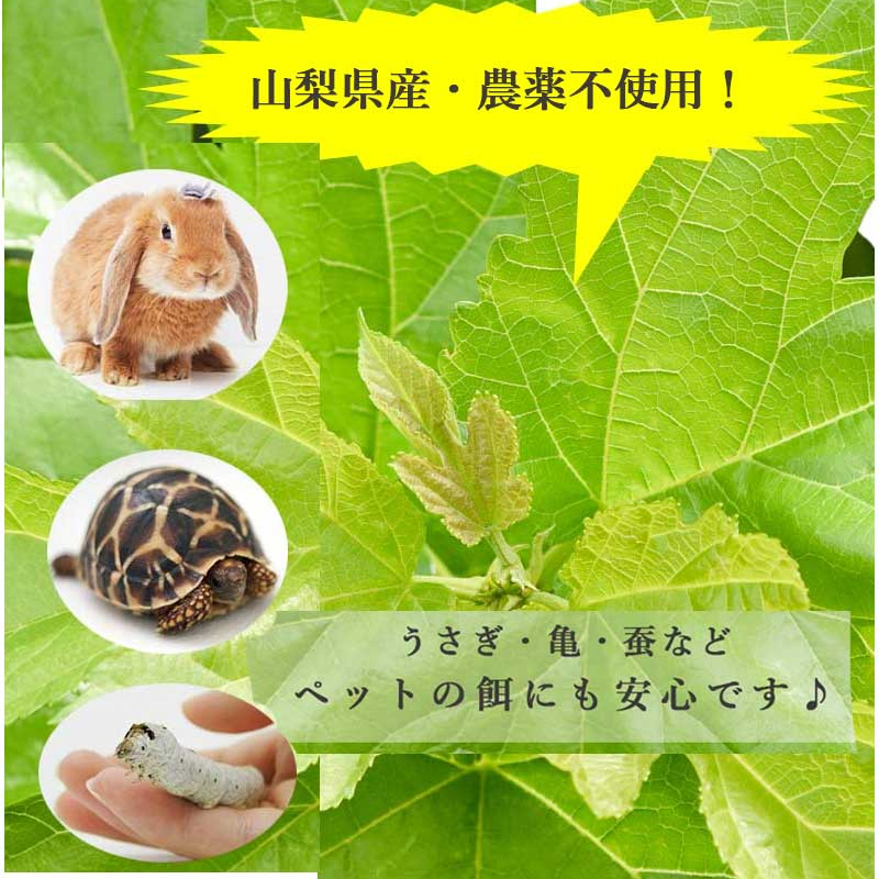 生桑の葉 1kg 約250枚 (山梨県市川三郷町産 農薬不使用桑) エサ 蚕の
