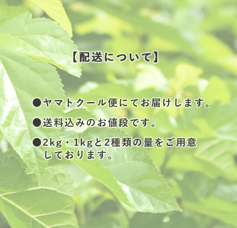 完全農薬不使用桑の葉 ネコポス1杯‼️　蚕、亀、うさぎのおやつ　桑の葉若葉 生桑の葉 1kg 約250枚 (山梨県市川三郷町産 農薬不使用桑) エサ 蚕の
