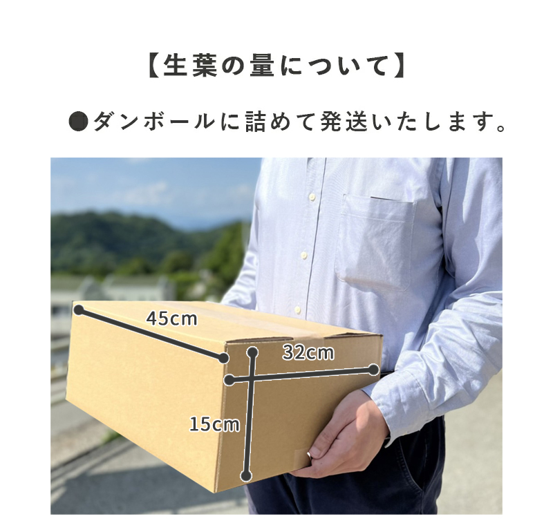 生桑の葉 1kg 約250枚 (山梨県市川三郷町産 農薬不使用桑) エサ 蚕の