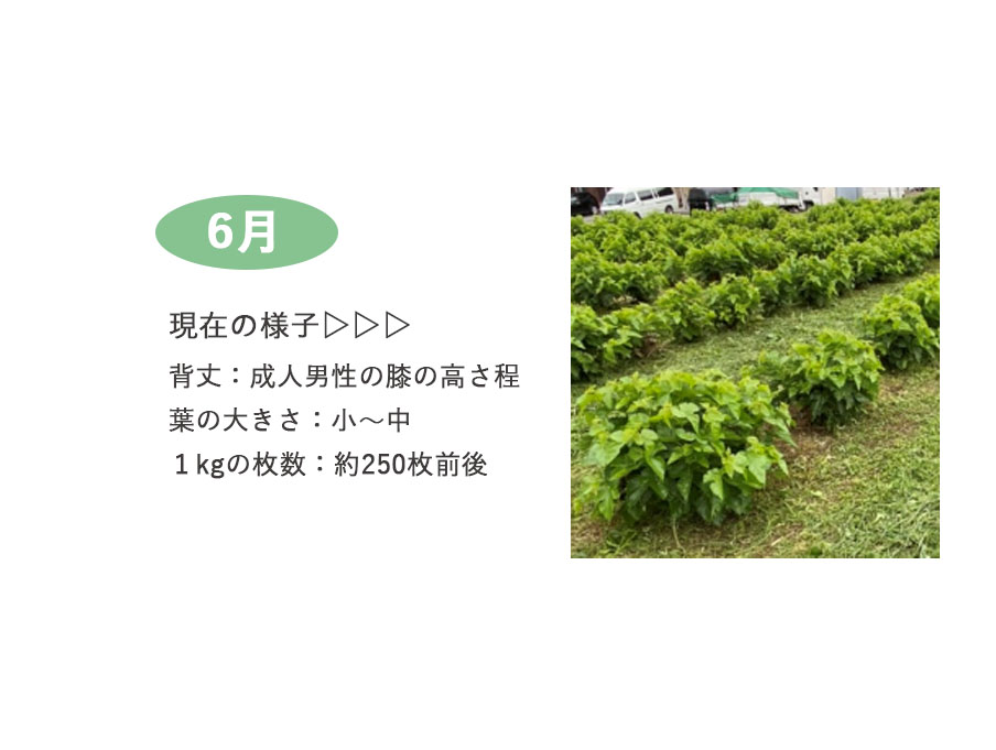 生桑の葉 1kg 約250枚 (山梨県市川三郷町産 農薬不使用桑) エサ 蚕の