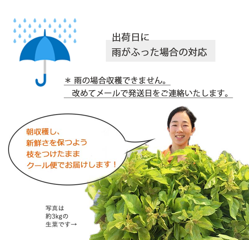 生桑の葉 1kg 約250枚 (山梨県市川三郷町産 農薬不使用桑) エサ 蚕の