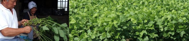当地農家の取り立ての茶豆