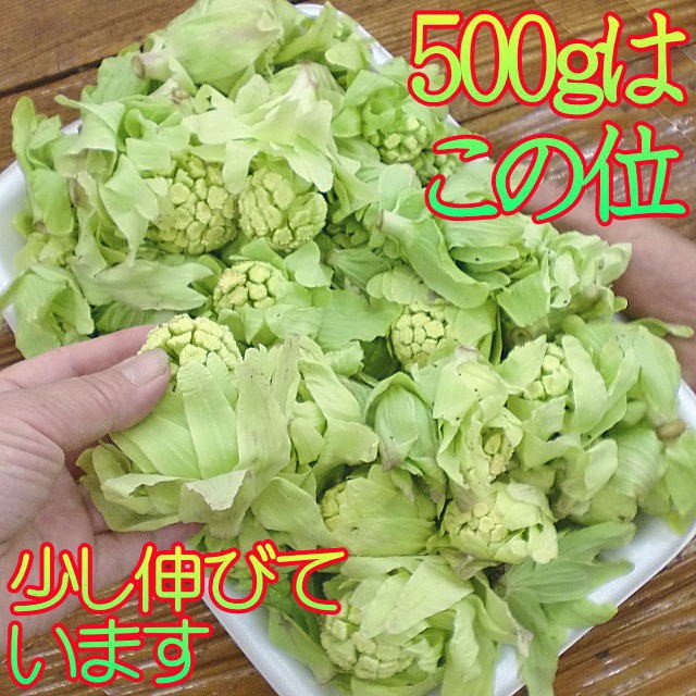 青森県産 ふきのとう 500g - 野菜