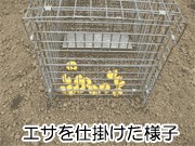 エサを捕獲器の奥へ置く