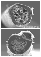 古羊毛の断面