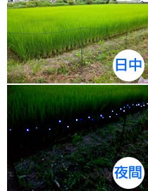 夜になると自動で点灯