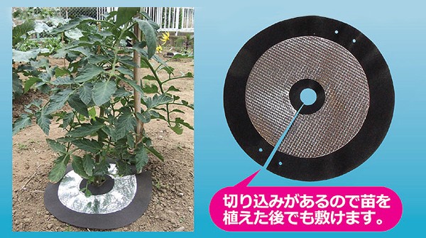 切り込みがあるので苗を植えた後でも敷けます