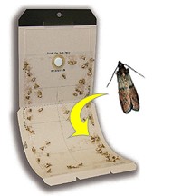 ガを誘って粘着シートで捕獲！