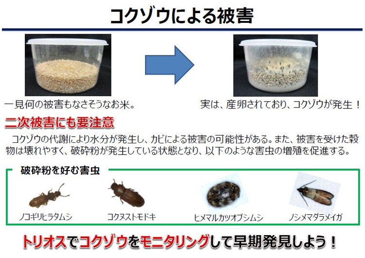 トリオスでコクゾウをモニタリングして早期発見