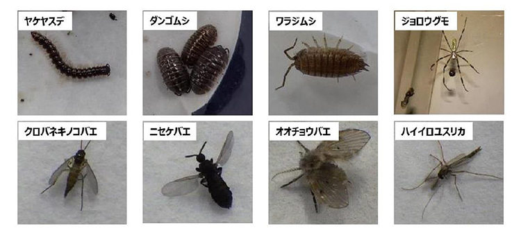 対象害虫