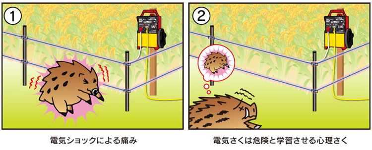 電気柵の効果