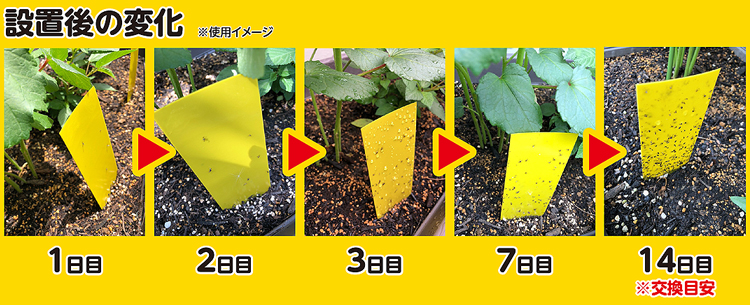 虫取りトラップラベル設置後の変化