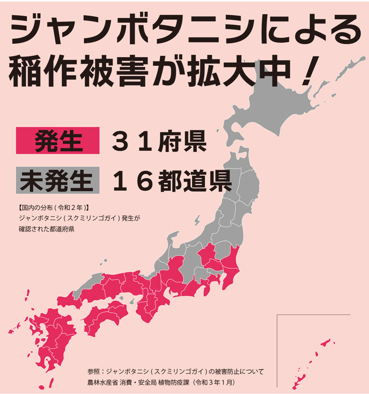 稲作被害が拡大中!